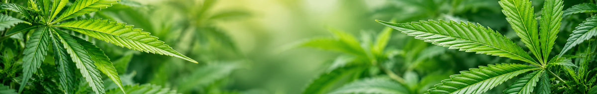 All CBD Teas