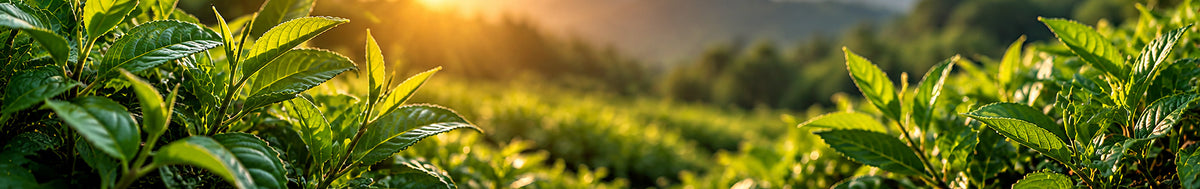 Organic Green Tea
