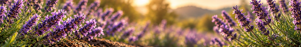 Organic Lavender Flower