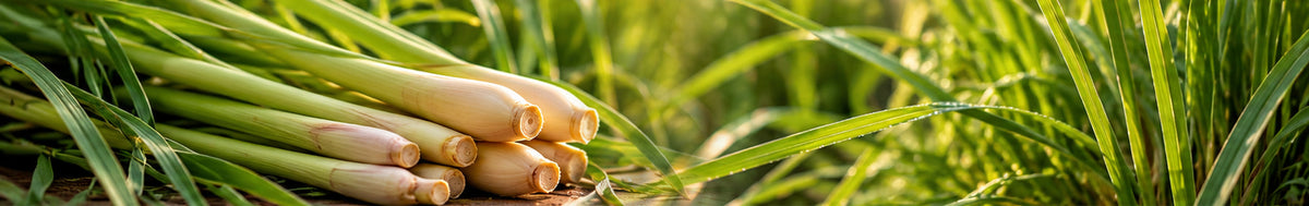 Organic Lemongrass