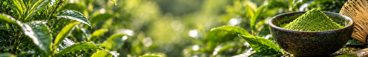 Organic Matcha Green Tea Powder
