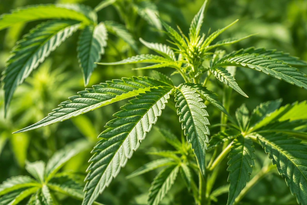 Broad Spectrum Water-Soluble Cannabidiol (CBD)