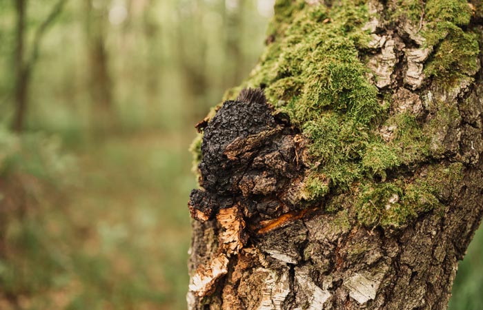 Close-up of a tree trunk with moss, chaga mushroom  and a blurred forest background