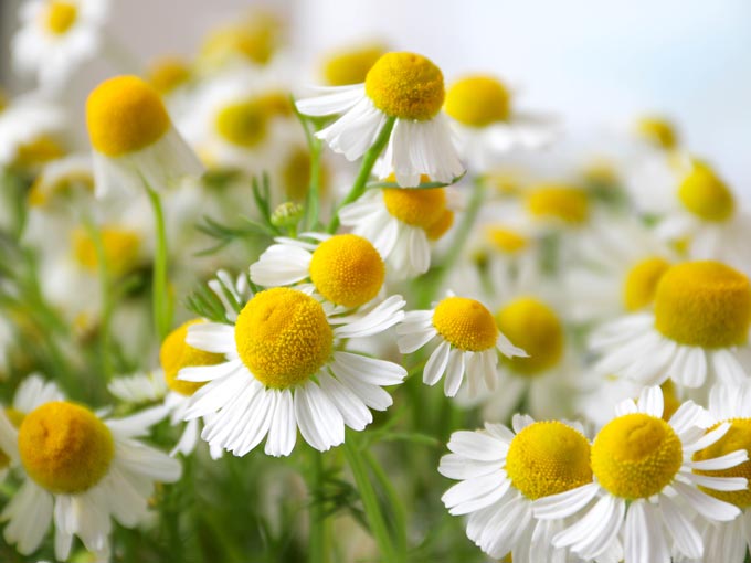 Organic Chamomile Flower