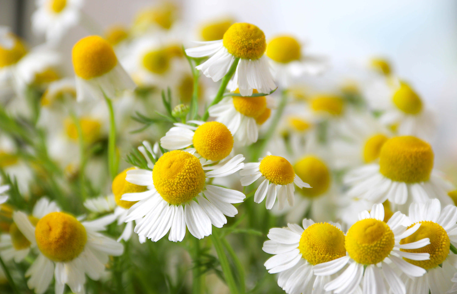 Close-up of chamomile flowers with yellow centers on a blurred background