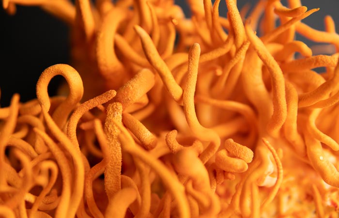 Close-up of cordyceps mushrroms against a dark background