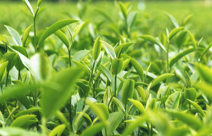 Close-up of green tea leaves in a field