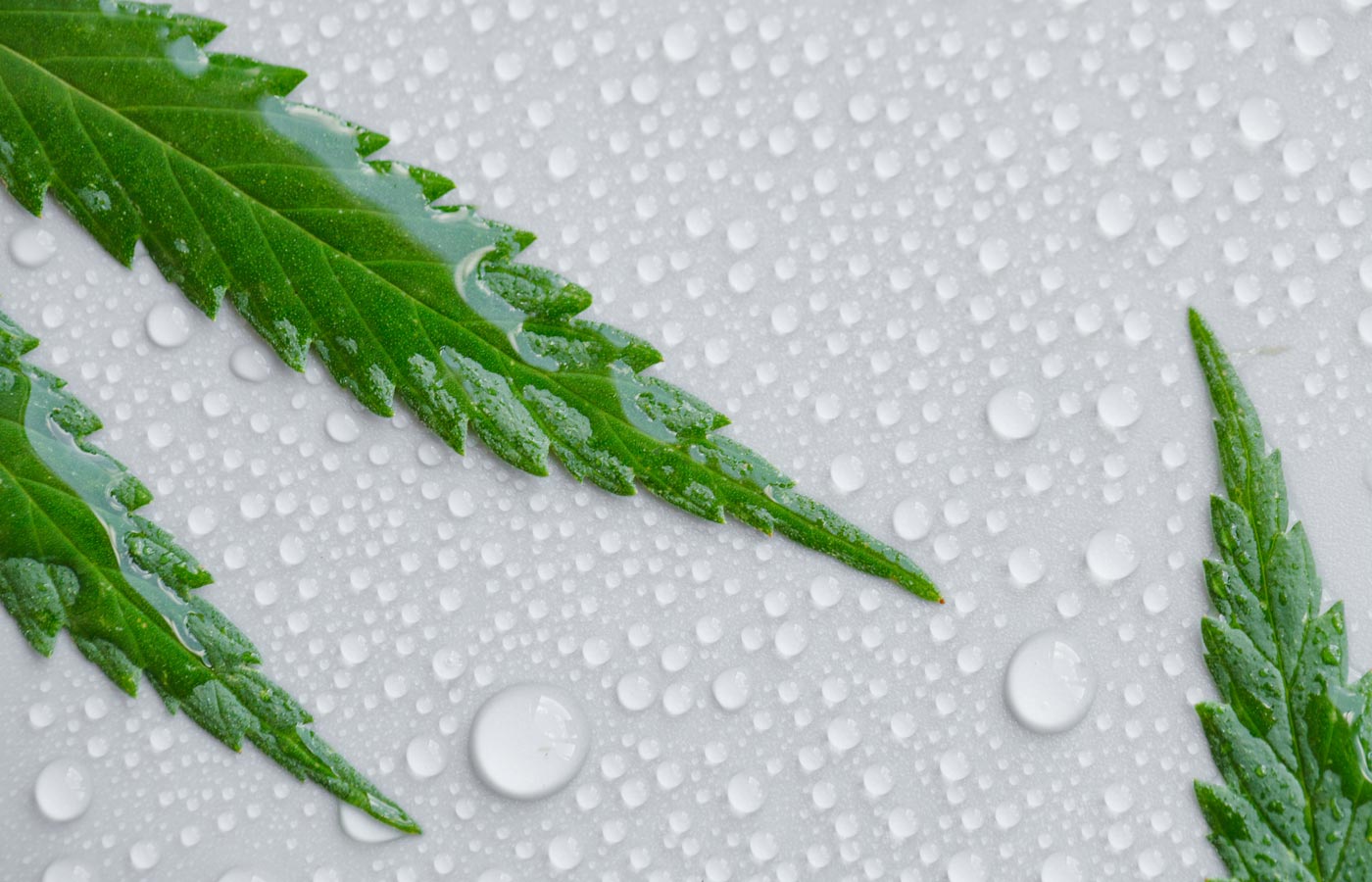 Green cannabis leaves with water droplets on a gray background