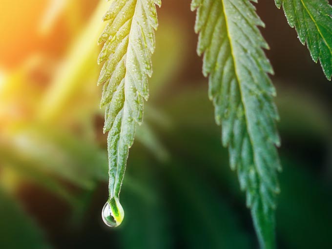Broad Spectrum Water-Soluble Cannabidiol (CBD)