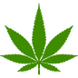 Green cannabis leaf icon