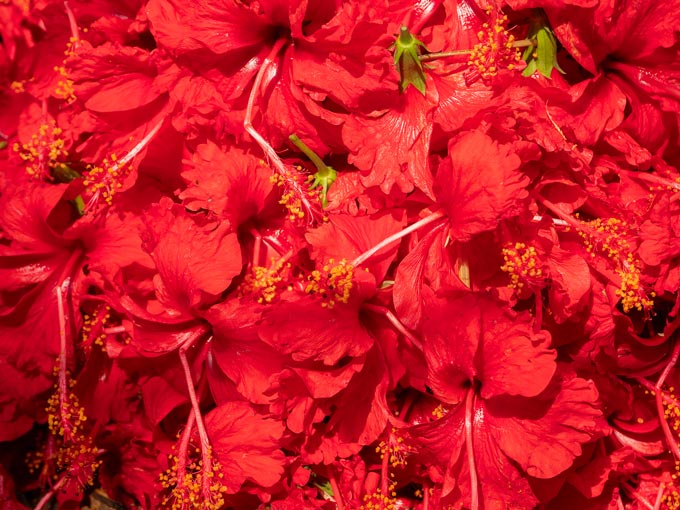 Organic Hibiscus Flower
