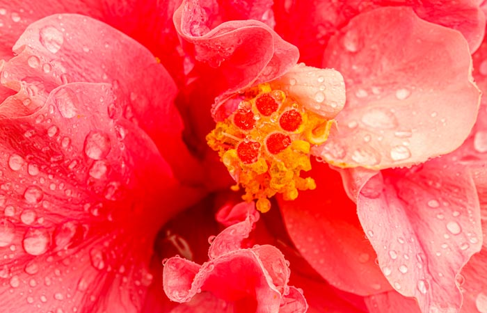 Close-up of a hibiscus flower with water droplets on petals and yellow stamens.