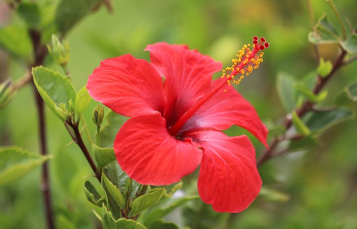 Hibiscus flower with green leaves on a blurred natural background