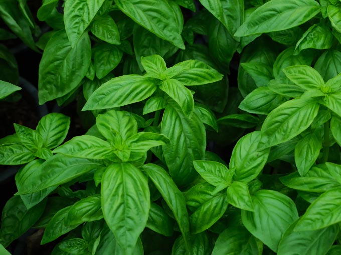 Organic Holy Basil Leaf
