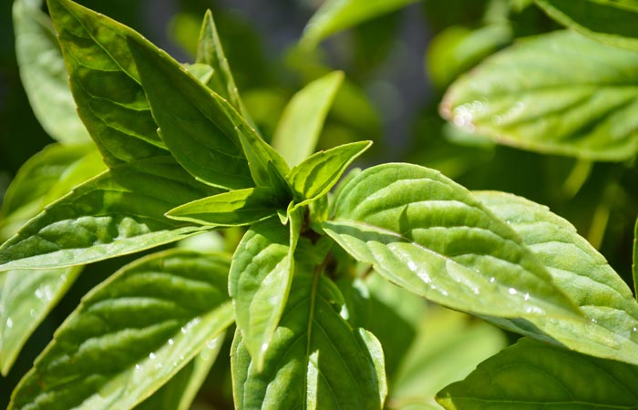 Close-up of holy basil leaves with water droplets on a blurred natural background