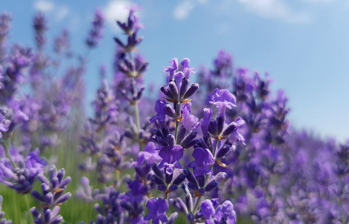 Close-up of purple lavender flowers with a clear blue sky in the background