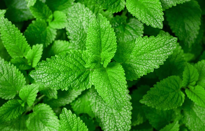 Close-up of green mint leaves