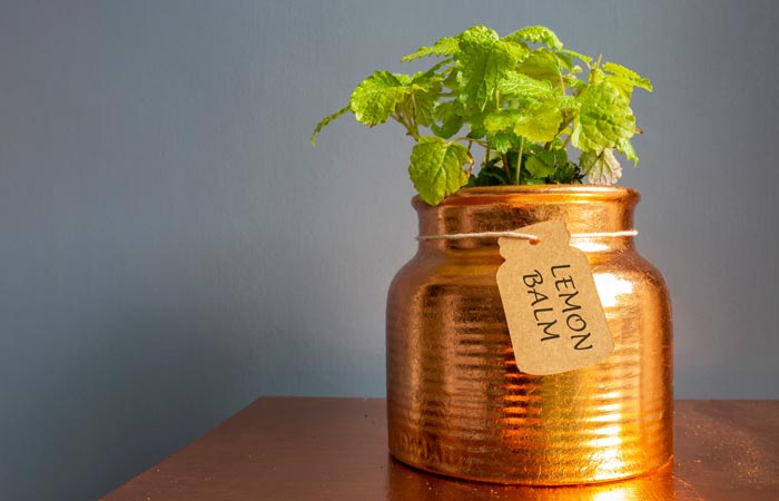 Copper jar with a plant labeled 'Lemon Balm' on a wooden surface with a gray background