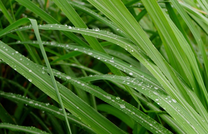Close-up of green lemon balm with water droplets