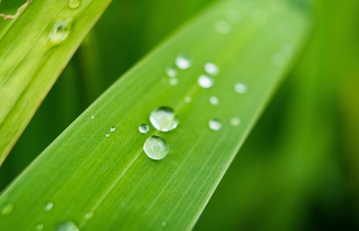 Close-up of water droplets on a lemon balm leaf with a blurred green background