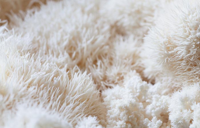 Close-up of lions mane mushrooms