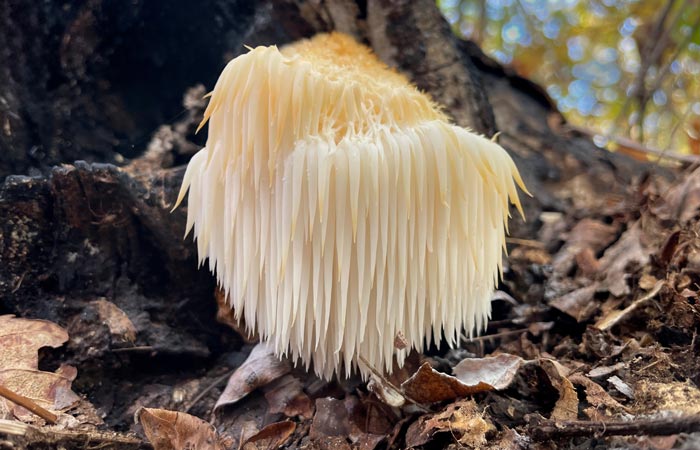 White lions mane mushroom growing on a tree trunk with blurred natural background