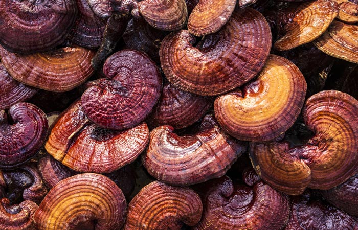 Close-up of a pile of red and brown reishi  mushrooms