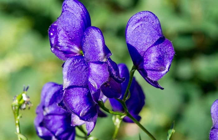 Close-up of skullcap flowers with a blurred green background