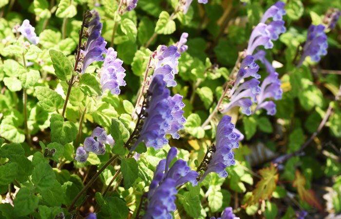 Purple skullcap flowers with green leaves in a natural setting