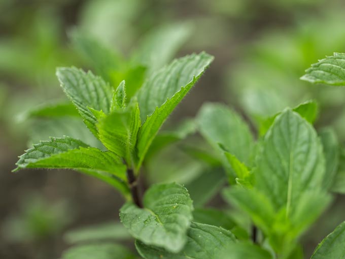 Organic Spearmint Leaf