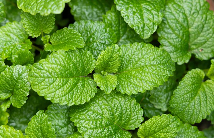 Close-up of green mint leaves