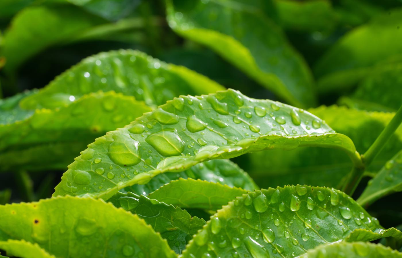 Close-up of green leaves with water droplets on a blurred green background